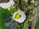 Sagittaria Montevidensis